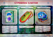Стенды для кабинета биологии - «globural.ru» - Киров