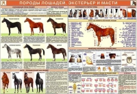 Комплект плакатов "Служебное коневодство" - «globural.ru» - Киров