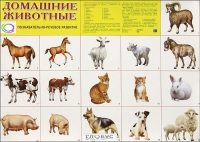 Демонстрационные карточки "Домашние животные" - «globural.ru» - Киров