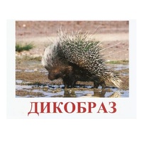Карточки Домана "Дикие животные-3" - «globural.ru» - Киров