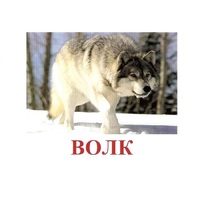 Карточки Домана "Дикие животные-1" - «globural.ru» - Киров
