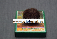Сухой препарат "Еж морской" - «globural.ru» - Киров