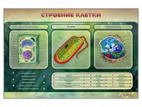 Электрифицированный стенд "Строение клетки" с маркерными полями - «globural.ru» - Киров