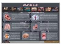 Стенд "Курение" (вариант 1) - «globural.ru» - Киров