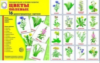 Демонстрационные карточки "Цветы полевые" - «globural.ru» - Киров