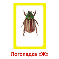 Логопедка "Ж" (логопедические карточки) - «globural.ru» - Киров
