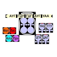 Модель-аппликация "Биосинтез белка" (ламинированная) - «globural.ru» - Киров