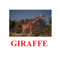 "Wild Animals-1" ("Дикие животные-1") английские карточки Домана - «globural.ru» - Киров