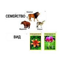 Модель-аппликация "Классификация растений и животных" (ламинированная) - «globural.ru» - Киров