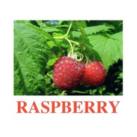 "Berries-1" ("Ягоды-1") английские карточки Домана - «globural.ru» - Киров