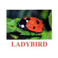 "Insects" ("Насекомые") английские карточки Домана - «globural.ru» - Киров