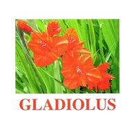 "Flowers-1" ("Цветы-1") английские карточки Домана - «globural.ru» - Киров