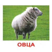 .Карточки Домана "Домашние животные" - «globural.ru» - Киров