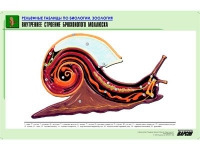 Рельефная таблица "Внутреннее строение брюхоногого моллюска" (формат А1, матовое ламинир.) - «globural.ru» - Киров