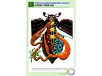 Рельефная таблица "Внутреннее строение жука" (формат А1, матовое ламинир.) - «globural.ru» - Киров
