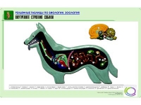 Рельефная таблица "Внутреннее строение собаки" (формат А1, матовое ламинир.) - «globural.ru» - Киров