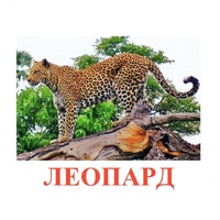 Карточки Домана "Дикие животные-2" - «globural.ru» - Киров