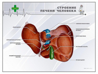 Стенд "Строение печени человека" - «globural.ru» - Киров