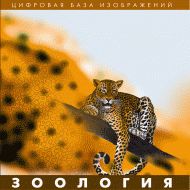 Зоология. (Цифровая база изображений) - «globural.ru» - Киров