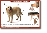 Ознакомление с окружающим миром. 1-4 класс. Комплект таблиц. Наглядные пособия для начальной школы, учебные пособия - «globural.ru» - Киров
