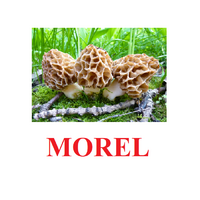 "Mushrooms" ("Грибы") английские карточки Домана - «globural.ru» - Киров