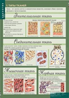 Биология 8-9 класс. Человек. (комплект таблиц) - «globural.ru» - Киров