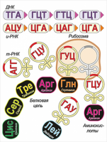 Модель-аппликация Биосинтез белка - «globural.ru» - Киров