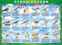 Таблица Птицы России из  4 листов в комплекте 1000*1400 винил	 - «globural.ru» - Киров