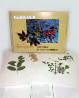 Гербарий Деревья и кустарники (20 видов) - «globural.ru» - Киров