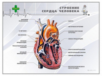 Стенд "Строение сердца человека" - «globural.ru» - Киров