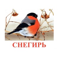 Карточки Домана "Птицы-1" - «globural.ru» - Киров
