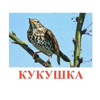 Карточки Домана "Птицы-3" - «globural.ru» - Киров
