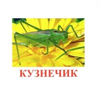 Карточки Домана "Насекомые" - «globural.ru» - Киров