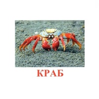 Карточки Домана "Подводный мир" - «globural.ru» - Киров