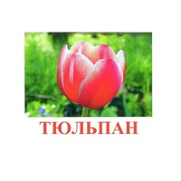 Карточки Домана "Цветы-1" - «globural.ru» - Киров