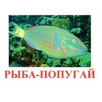 Карточки Домана "Рыбы" - «globural.ru» - Киров