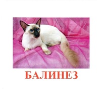 Карточки Домана "Породы кошек" - «globural.ru» - Киров