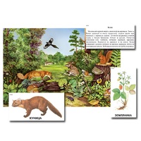 Магнитный плакат-аппликация "Лес: биоразнообразие и взаимосвязи в сообществе" - «globural.ru» - Киров