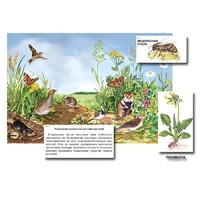 Магнитный плакат-аппликация "Луг: биоразнообразие и взаимосвязи в сообществе" - «globural.ru» - Киров