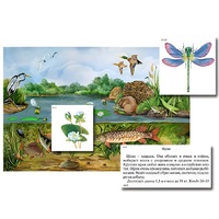 Магнитный плакат-аппликация "Водоем: биоразнообразие и взаимосвязи в сообществе" - «globural.ru» - Киров