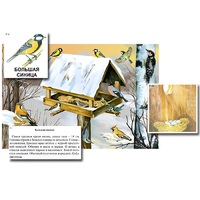 Магнитный плакат-аппликация "Биоразнообразие и экологические группы. Птицы зимой" - «globural.ru» - Киров