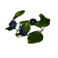 Ветка муляжей "Слива" - «globural.ru» - Киров