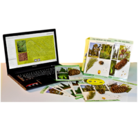 Коллекция натурально-интерактивная "Голосеменные растения" - «globural.ru» - Киров