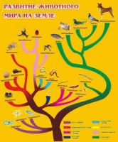 Стенд "Развитие животного мира на земле" - «globural.ru» - Киров