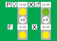 Модель-аппликация Дигибридное скрещивание. Законы Менделя. (набор из 84 карт) - «globural.ru» - Киров