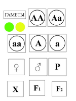 Модель-аппликация Моногибридное скрещивание и его цитологические основы - «globural.ru» - Киров