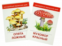 Раздаточные карточки "Грибы съедобные и не съедобные" - «globural.ru» - Киров