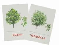 Раздаточные карточки "Деревья и кустарники" - «globural.ru» - Киров