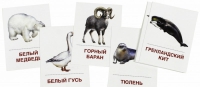 Раздаточные карточки "Животные холодных широт" - «globural.ru» - Киров