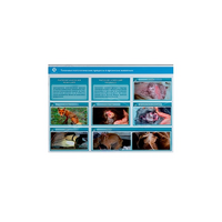 Стенд-планшет светодинамический "Изучение типических патологических процессов в организмах животных" - «globural.ru» - Киров